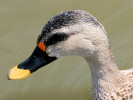 Indian Spot-Billed Duck (WWT Slimbridge June 2009) - pic by Nigel Key